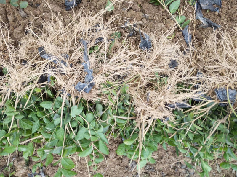 一年重瓣广西茉莉花苗12345年苗广西横县重瓣双瓣茉莉