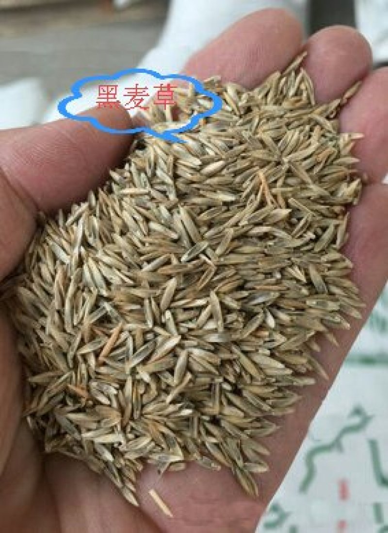 进口一年生四倍黑麦草种子优质牧草种子，深受家禽牲口的喜爱