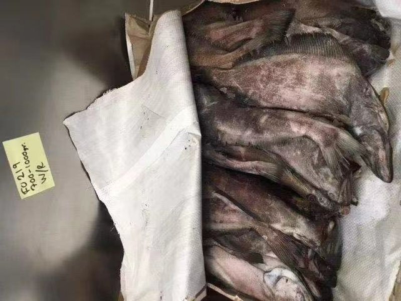 鲽鱼（比目鱼）