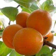 金太阳杏树苗南北方种植嫁接苗包品种包成活量大从优