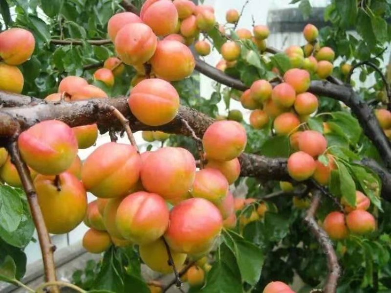 金太阳杏树苗南北方种植嫁接苗包品种包成活量大从优