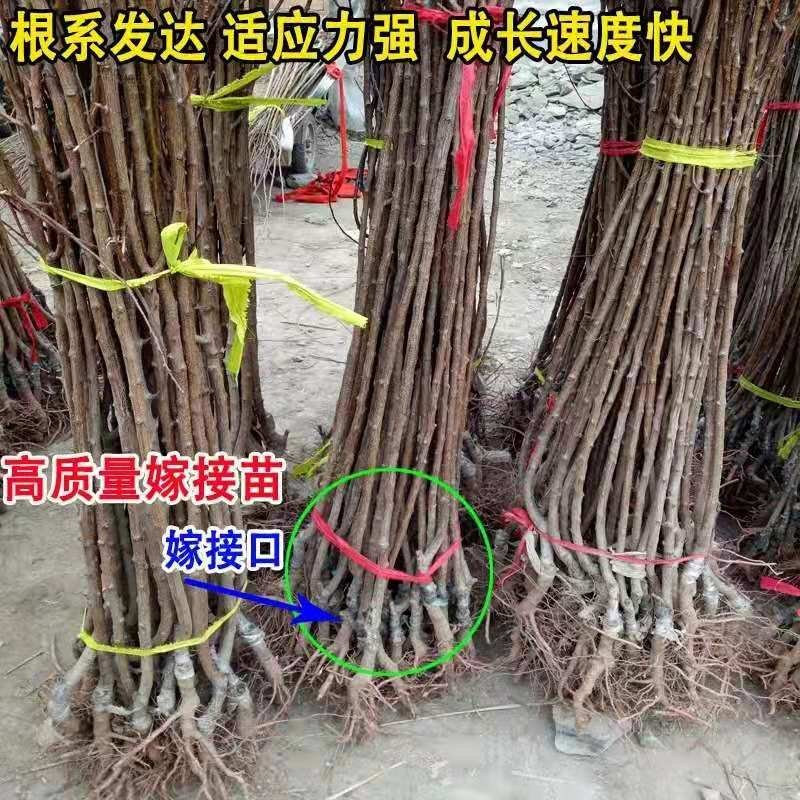 金太阳杏树苗南北方种植嫁接苗包品种包成活量大从优