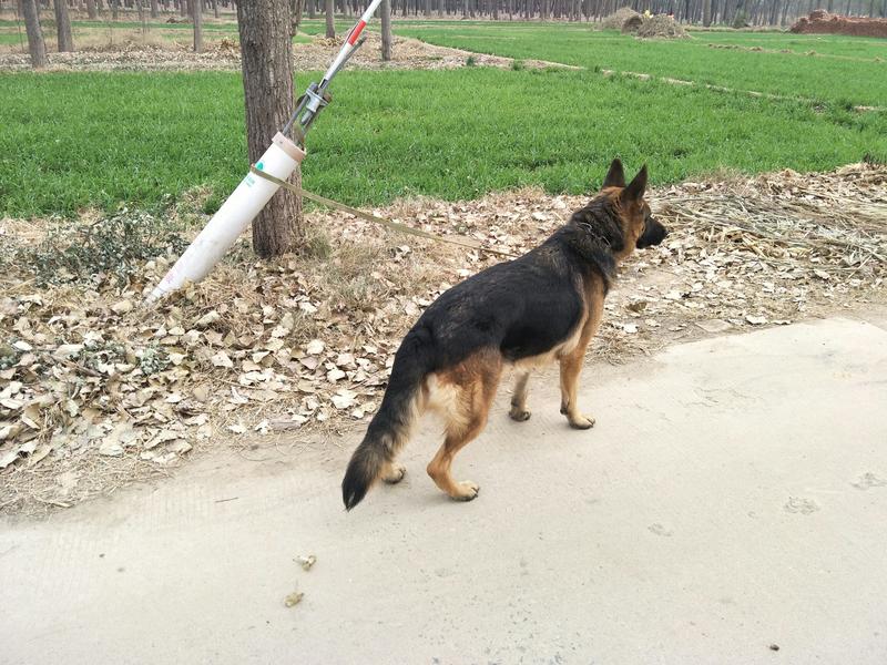 德国牧羊犬，三岁看家狗，濮阳县文留镇！