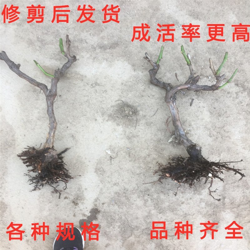 无核玫瑰香葡萄苗大粒玫瑰香葡萄树苗南北方种植葡萄苗品种苗