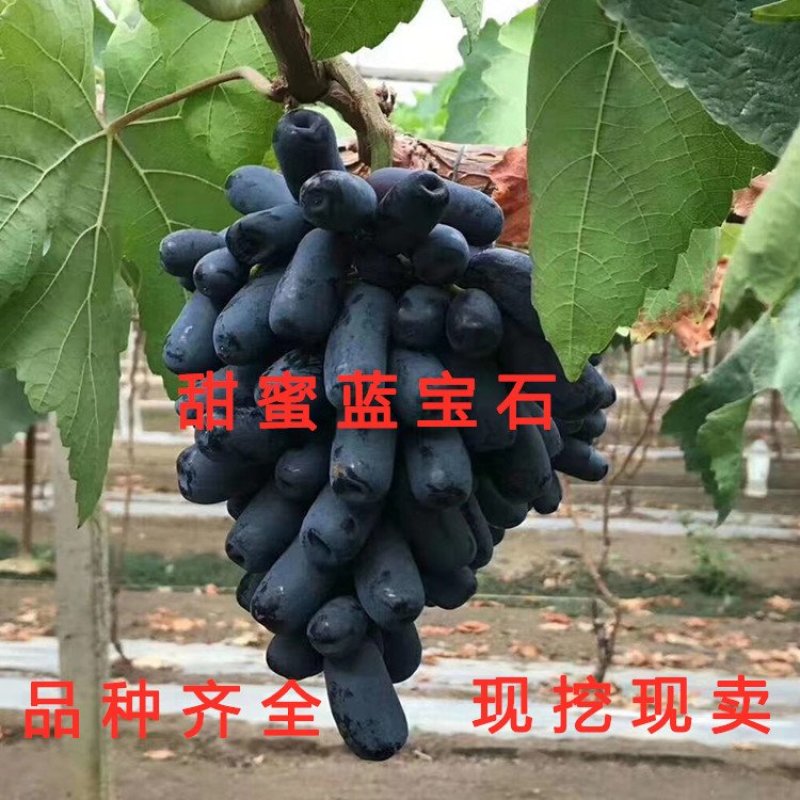 无核玫瑰香葡萄苗大粒玫瑰香葡萄树苗南北方种植葡萄苗品种苗