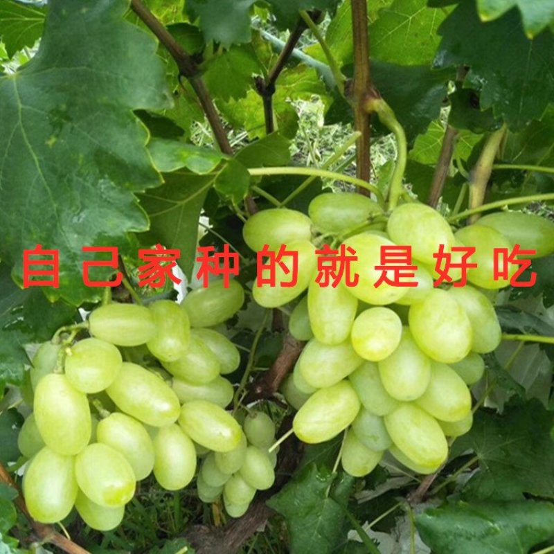 无核玫瑰香葡萄苗大粒玫瑰香葡萄树苗南北方种植葡萄苗品种苗