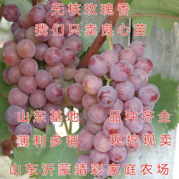 无核玫瑰香葡萄苗大粒玫瑰香葡萄树苗南北方种植葡萄苗品种苗
