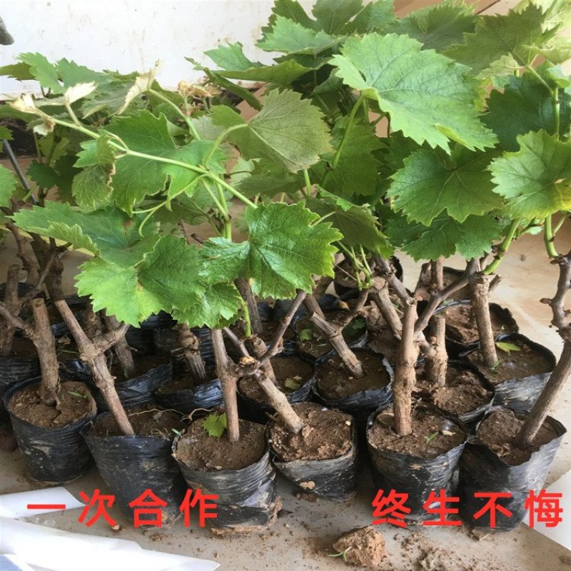 无核玫瑰香葡萄苗大粒玫瑰香葡萄树苗南北方种植葡萄苗品种苗