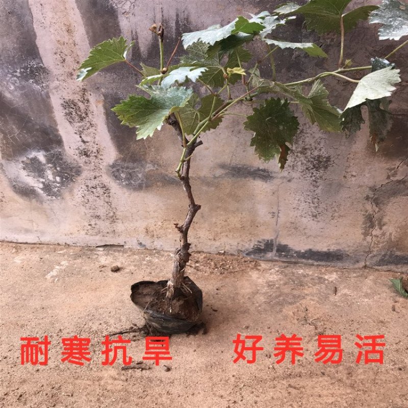 无核玫瑰香葡萄苗大粒玫瑰香葡萄树苗南北方种植葡萄苗品种苗