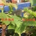 无核玫瑰香葡萄苗大粒玫瑰香葡萄树苗南北方种植葡萄苗品种苗