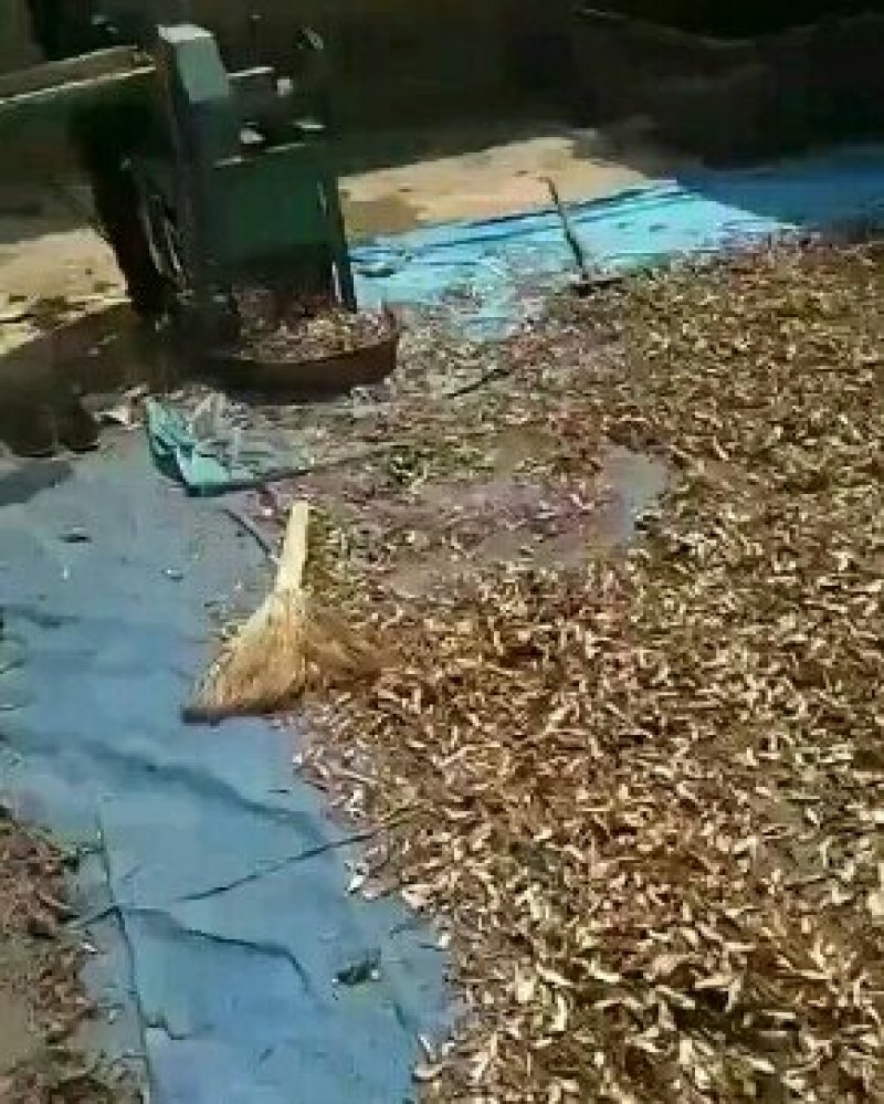 自己家种的当归片甘肃定西种槙户