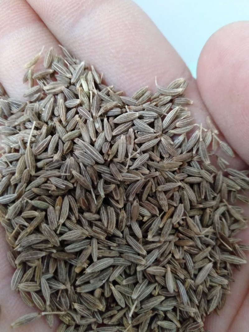 印度进口孜然粒孜然粉欧标995干净足干无杂颗粒大