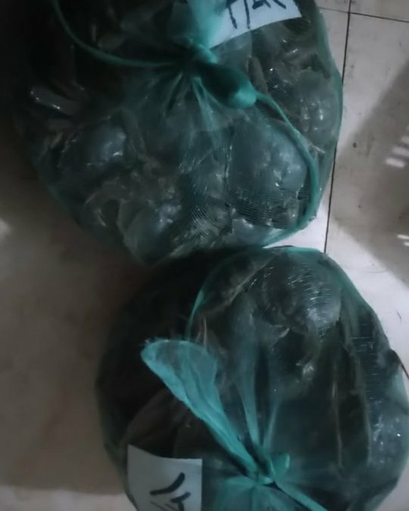 4两大公蟹批发零售青壳白底物美价廉