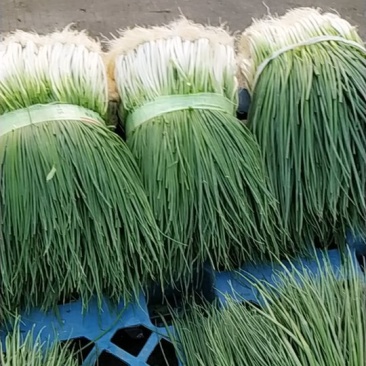 小葱，质量好价格实惠