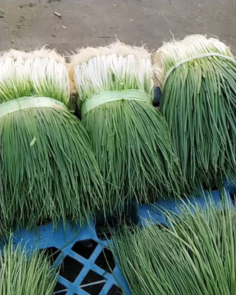 小葱，质量好价格实惠