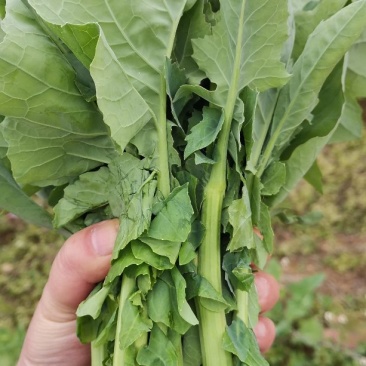 杂交油菜菜苔