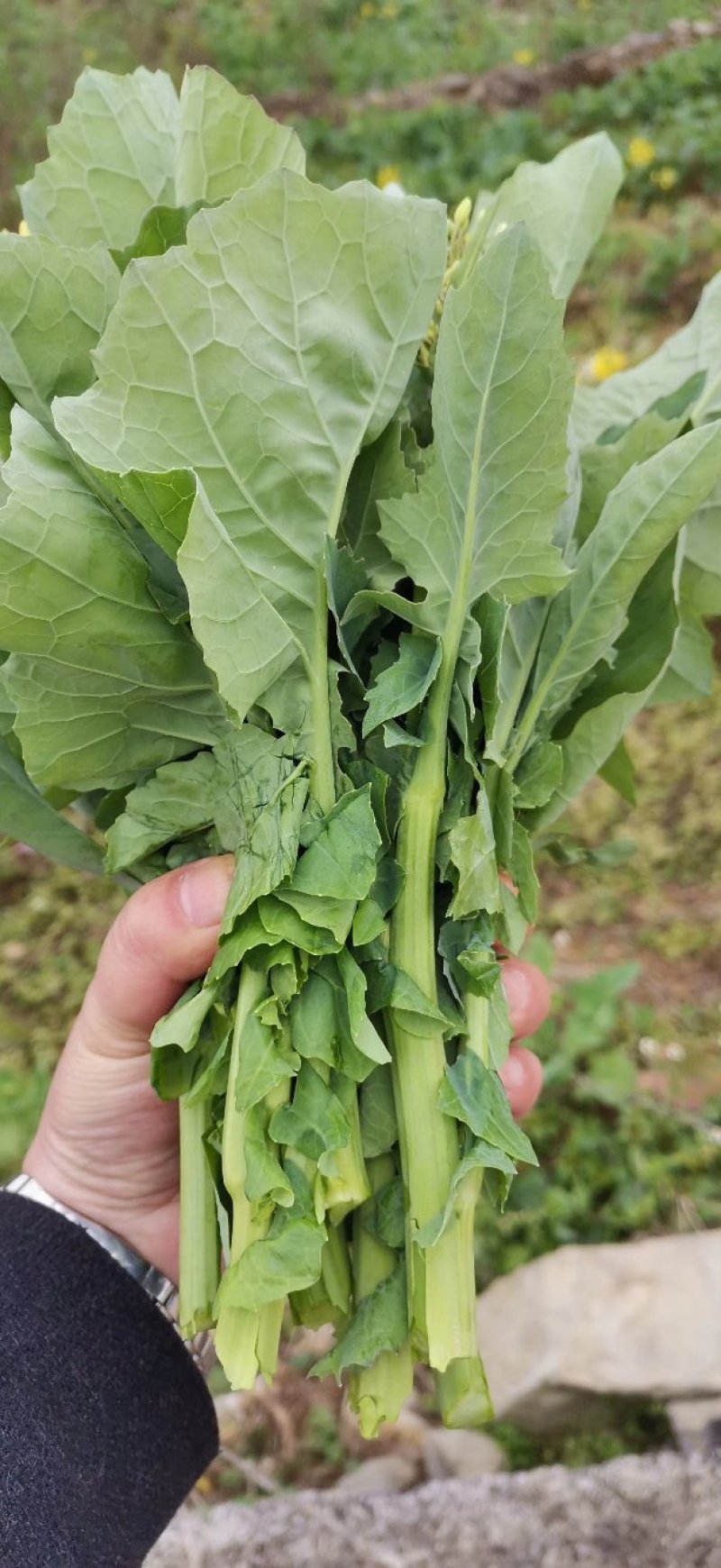 杂交油菜菜苔