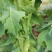 杂交油菜菜苔