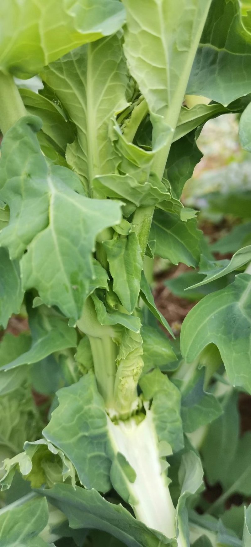 杂交油菜菜苔