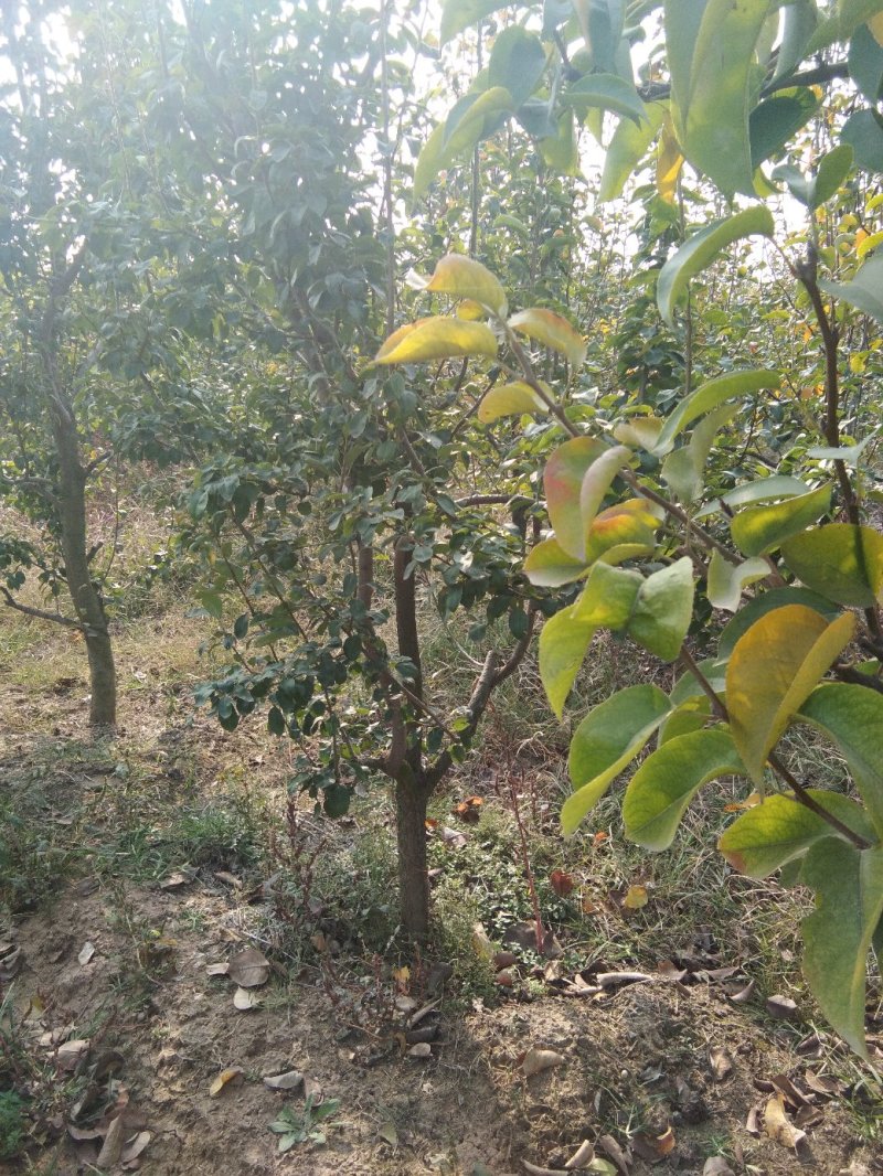 6年梨树，我要卖树