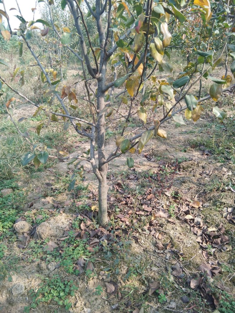 6年梨树，我要卖树