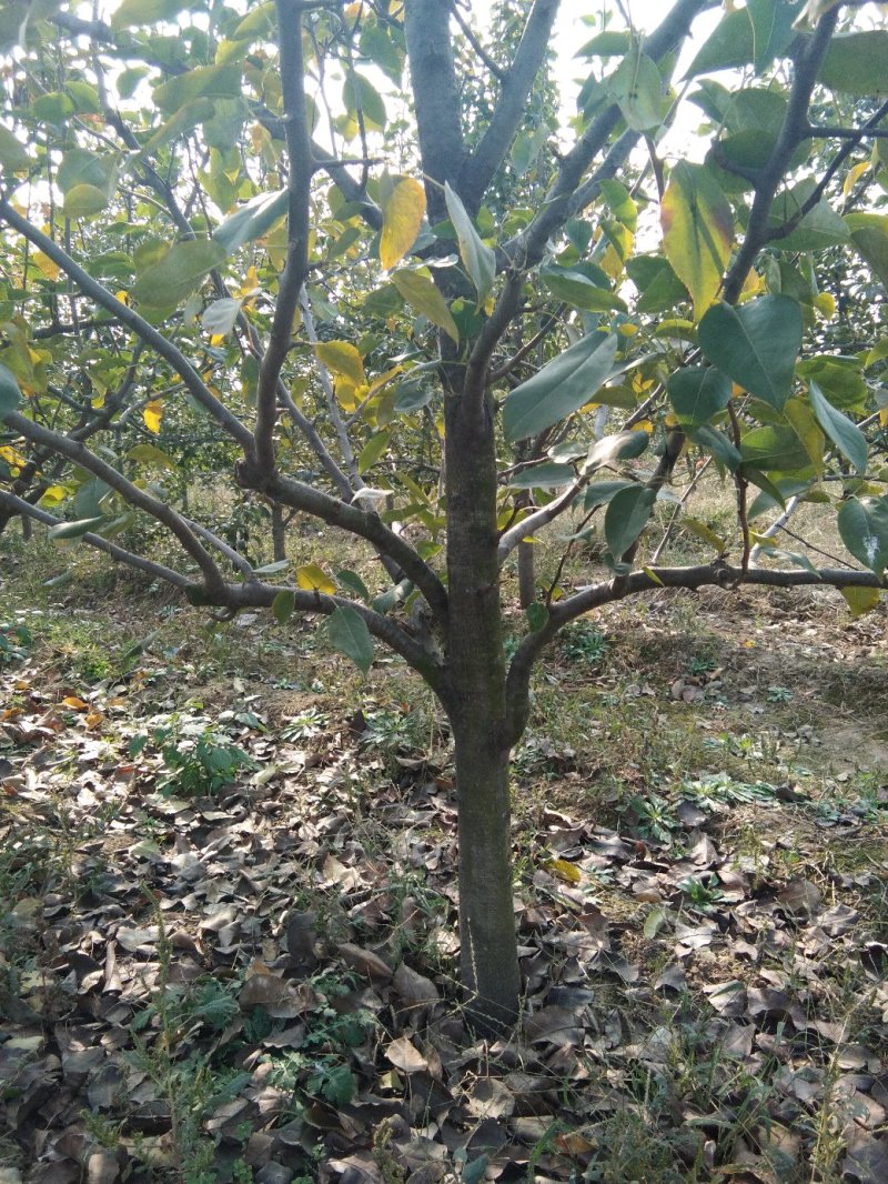 6年梨树，我要卖树