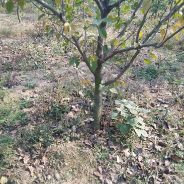 6年梨树，我要卖树