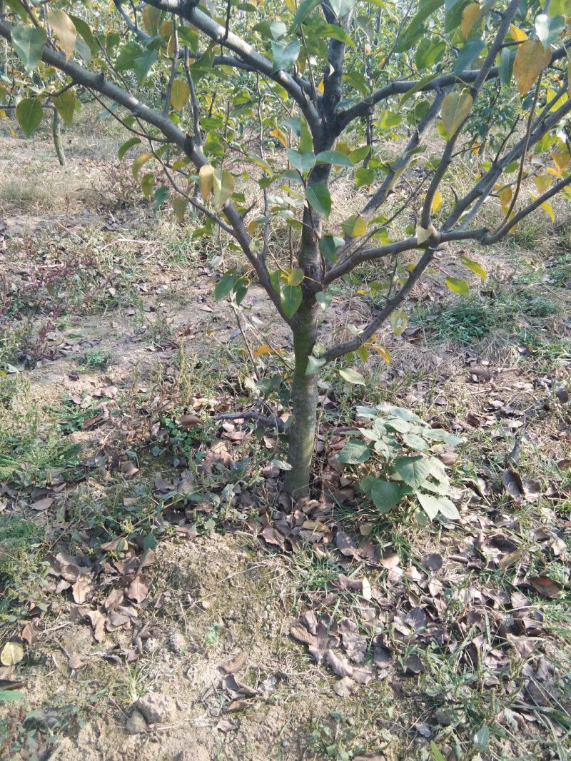 6年梨树，我要卖树