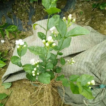 一年重瓣广西茉莉花苗12345年苗广西横县重瓣双瓣茉莉