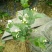 一年重瓣广西茉莉花苗12345年苗广西横县重瓣双瓣茉莉