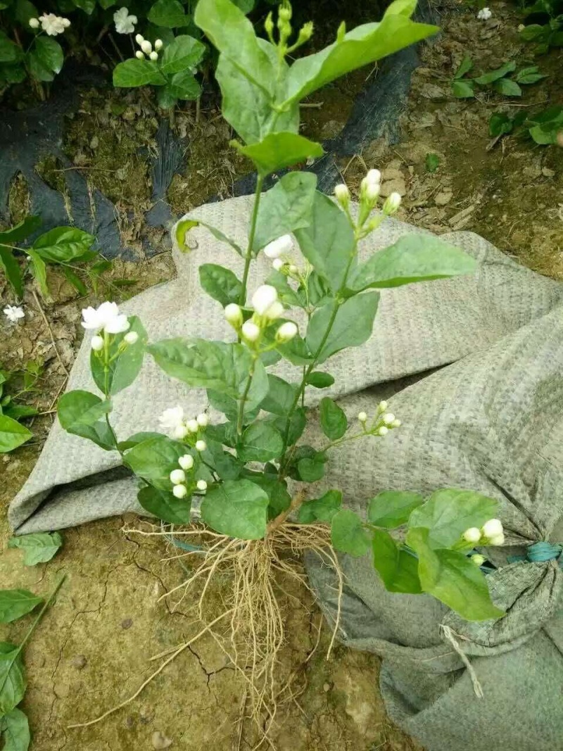 一年重瓣广西茉莉花苗12345年苗广西横县重瓣双瓣茉莉