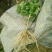 一年重瓣广西茉莉花苗12345年苗广西横县重瓣双瓣茉莉