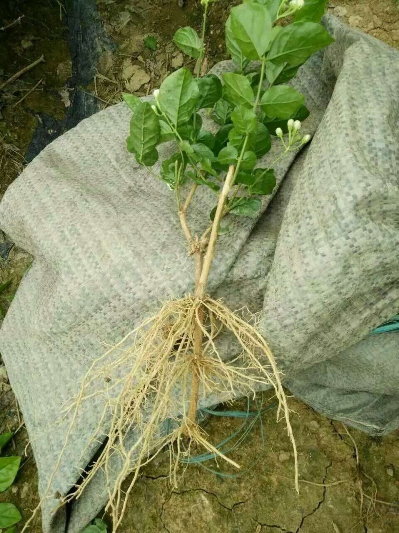 一年重瓣广西茉莉花苗12345年苗广西横县重瓣双瓣茉莉