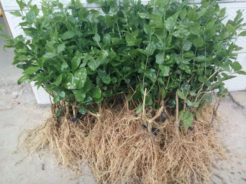 一年重瓣广西茉莉花苗12345年苗广西横县重瓣双瓣茉莉