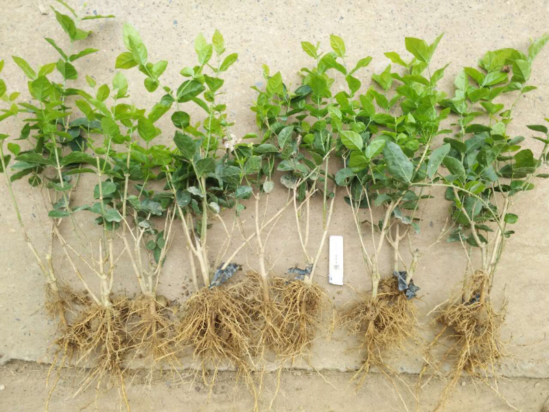 一年重瓣广西茉莉花苗12345年苗广西横县重瓣双瓣茉莉