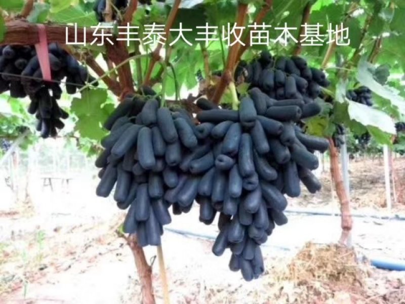 金手指葡萄苗【丰泰苗木】专业苗圃基地批发