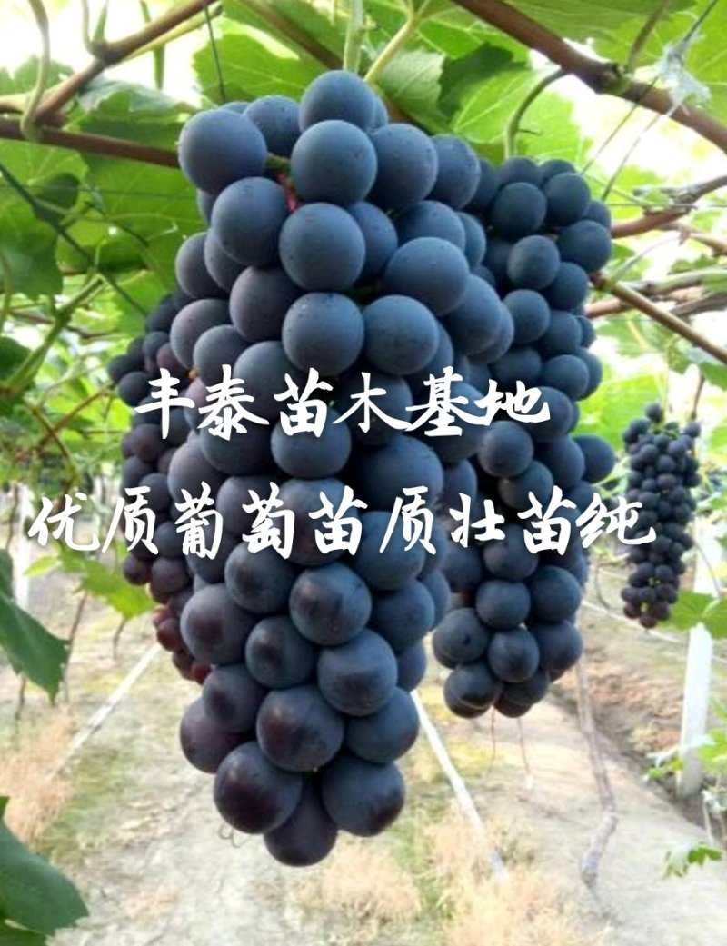 金手指葡萄苗【丰泰苗木】专业苗圃基地批发