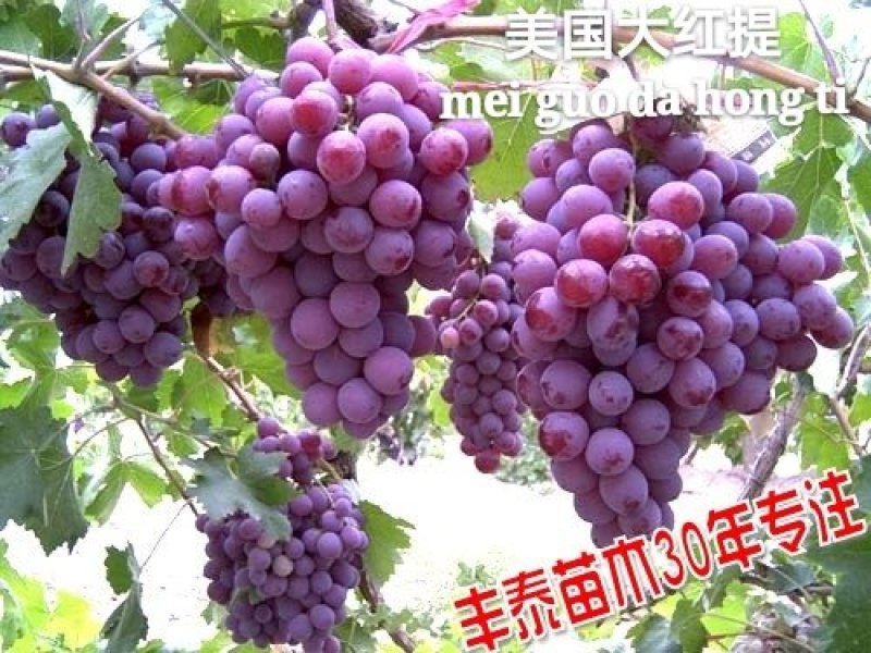 金手指葡萄苗【丰泰苗木】专业苗圃基地批发