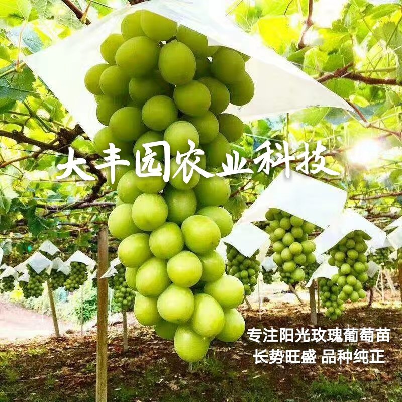 金手指葡萄苗【丰泰苗木】专业苗圃基地批发