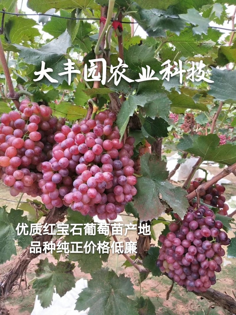 金手指葡萄苗【丰泰苗木】专业苗圃基地批发