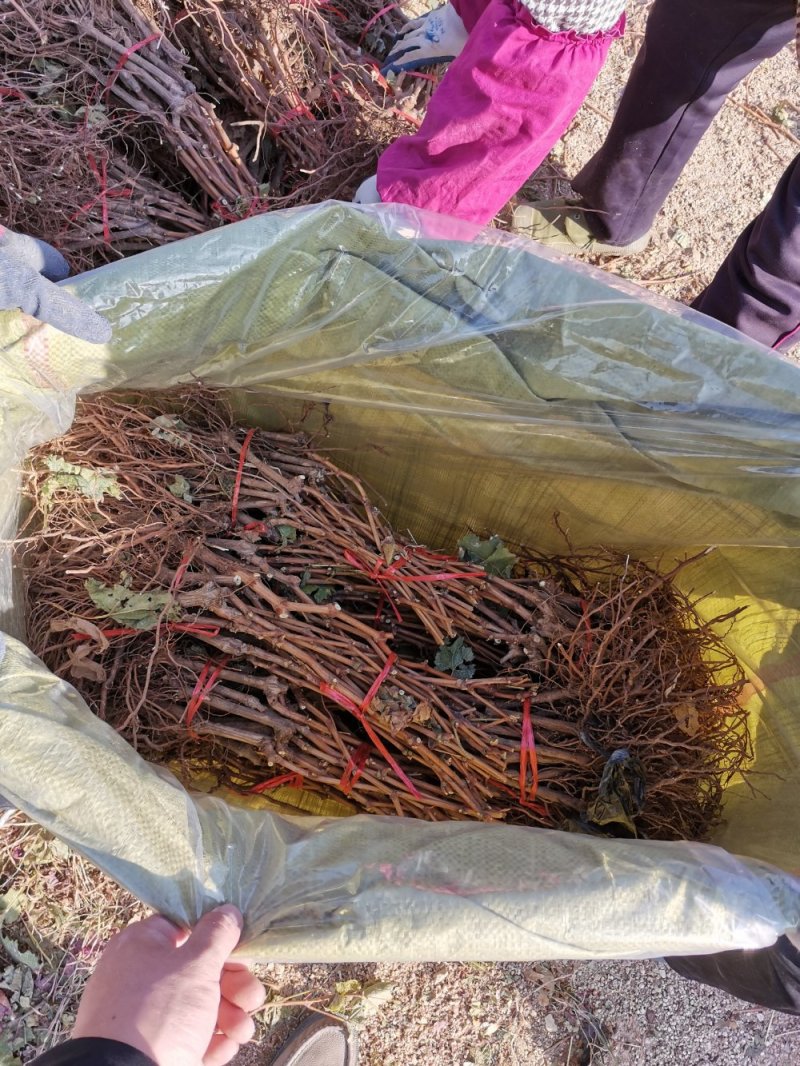 维多利亚葡萄苗质壮苗纯，优质葡萄苗批发基地，让农户放心