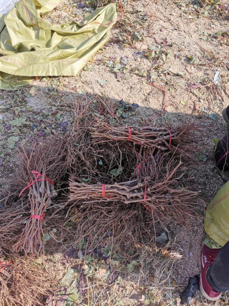 维多利亚葡萄苗质壮苗纯，优质葡萄苗批发基地，让农户放心