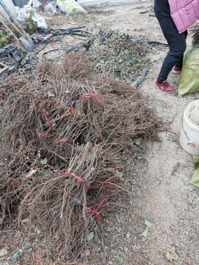 维多利亚葡萄苗质壮苗纯，优质葡萄苗批发基地，让农户放心