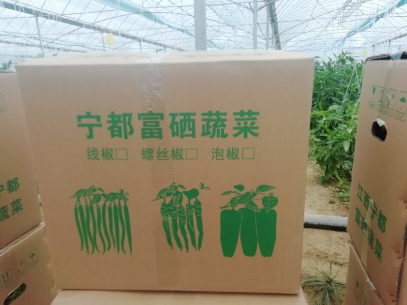 优质螺丝椒
