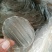 纯红薯粉皮网红巴掌迷你小粉皮圆粉皮支持一件代发