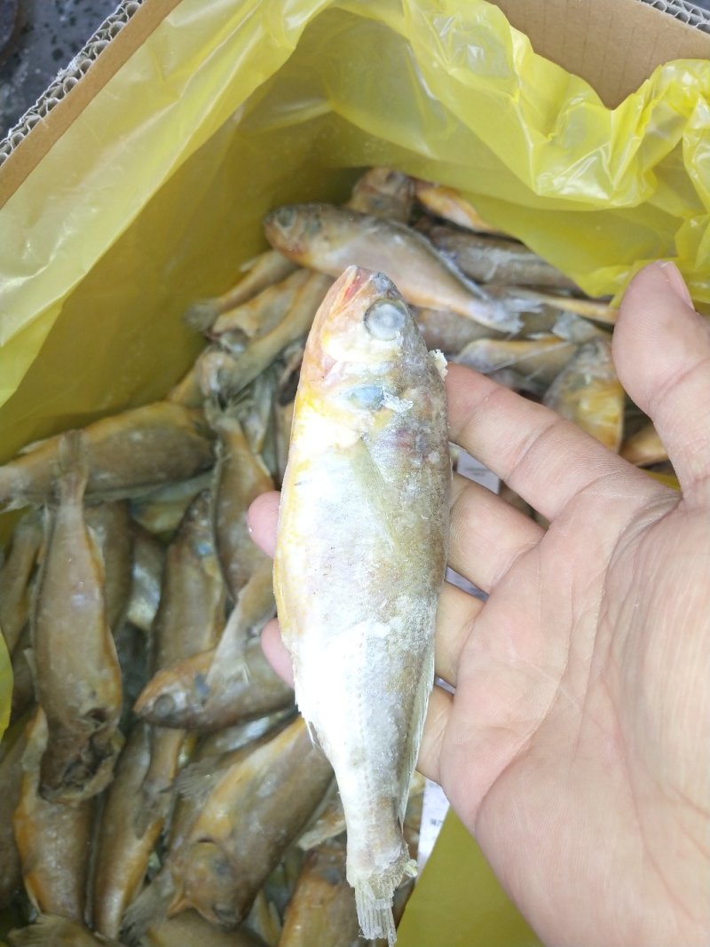 小黄花鱼陆冻小包装4斤品质佳