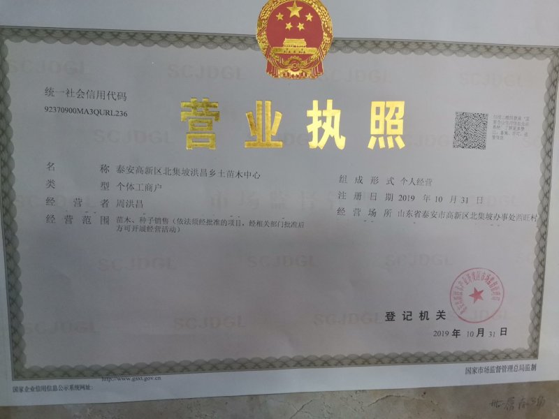 精品皂角树，2.8米高皂角，泰山一号皂角树苗全国供应