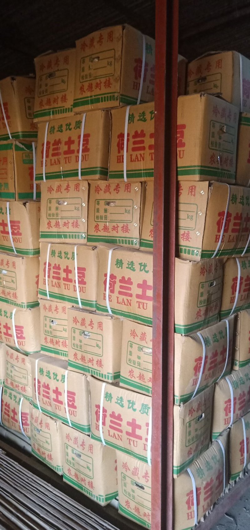 肥城市荷兰十五土豆大量上市品质保障常年供货
