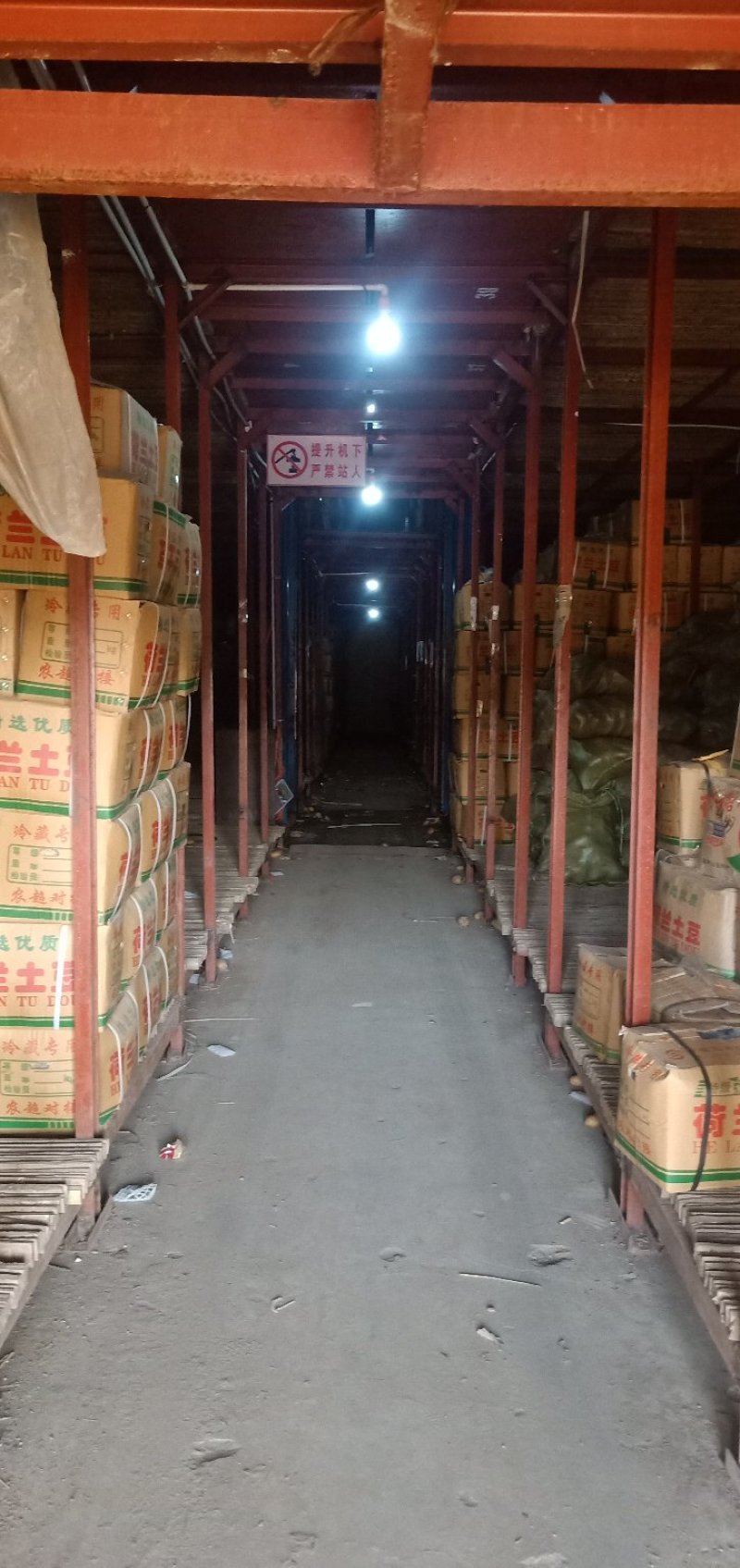 肥城市荷兰十五土豆大量上市品质保障常年供货