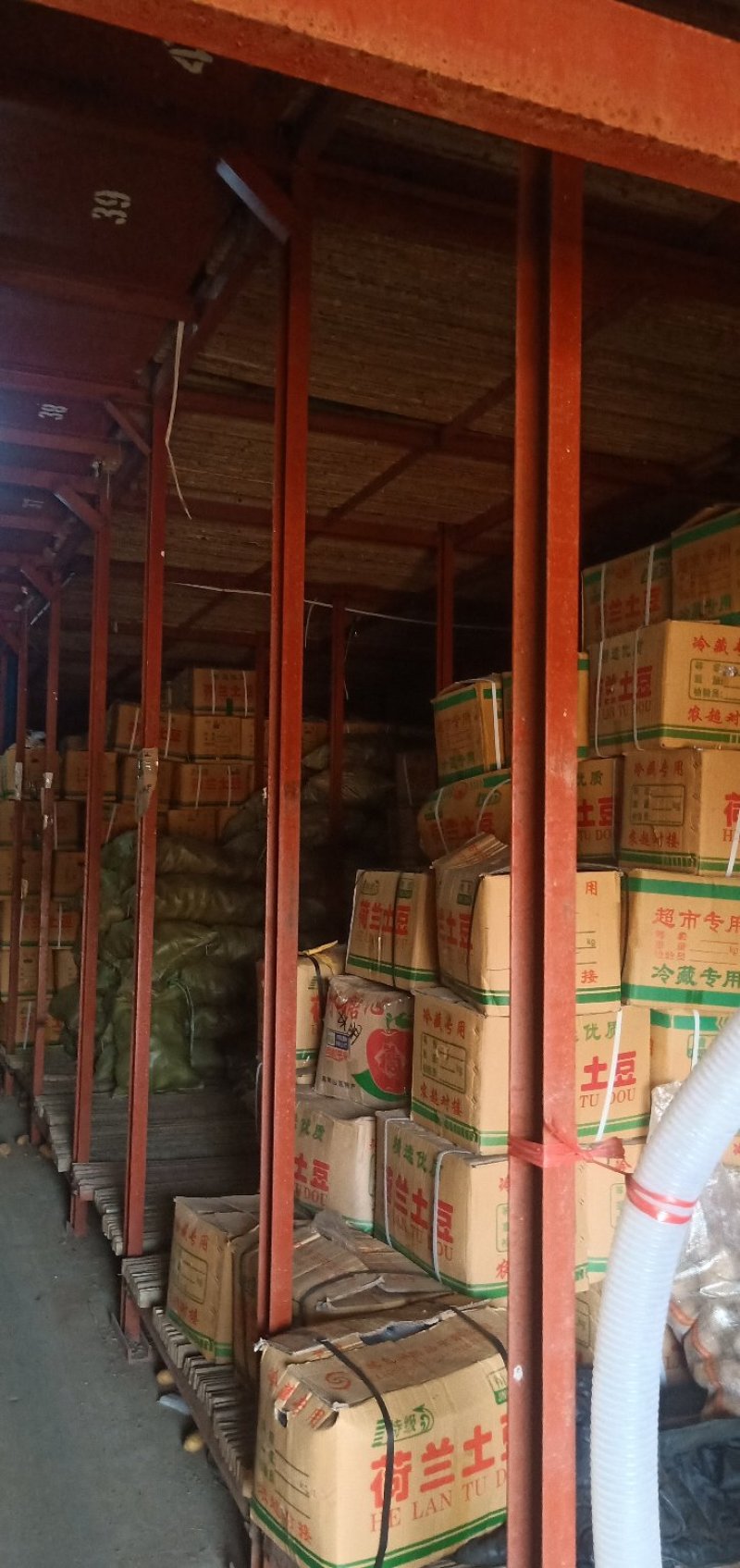 肥城市荷兰十五土豆大量上市品质保障常年供货